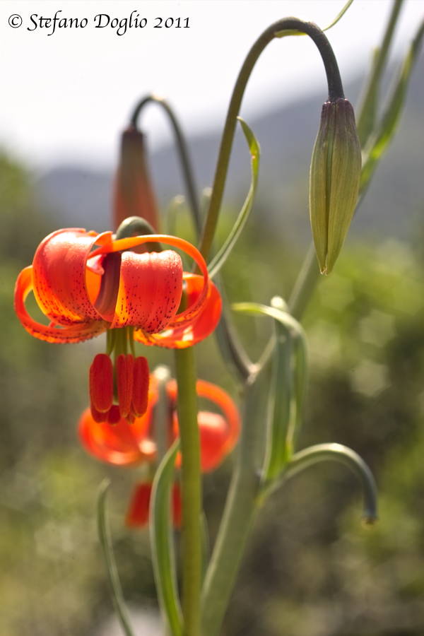 Lilium pomponium /  Giglio dal fiocco